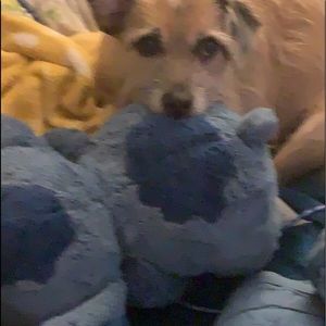 Meet your Posher, Zoey